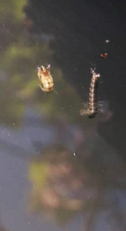 SİVRİSİNEKLE MÜCADELE