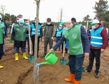 Gaziler’de yüzlerce ağaç toprakla buluştu