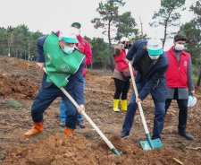 Gaziler’de yüzlerce ağaç toprakla buluştu