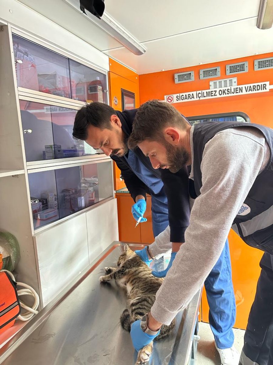 2023 Gebze’de Patili  Canların Yılı Oldu 