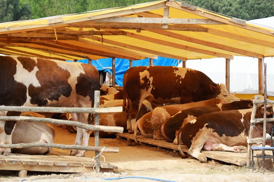 Başkan Büyükgöz Kurban Pazarı Hazırlıklarını Yerinde İnceledi