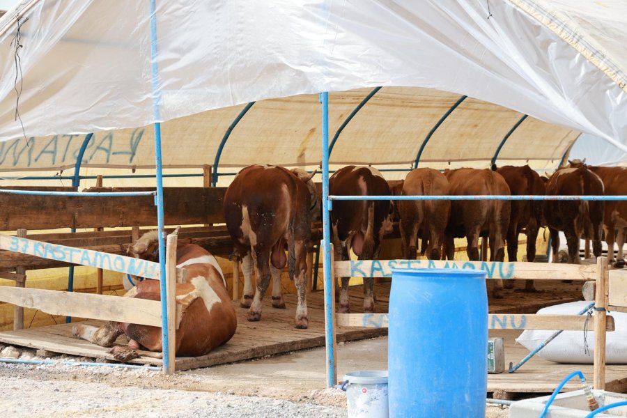 Başkan Büyükgöz Kurban Pazarı Hazırlıklarını Yerinde İnceledi