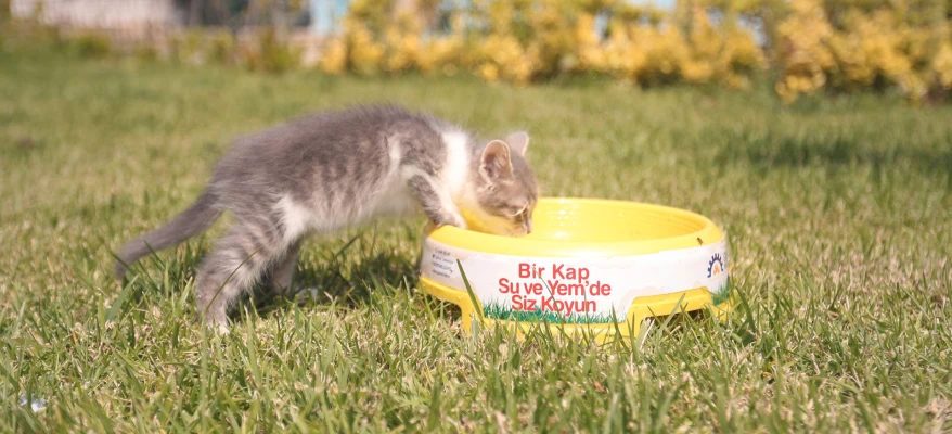 Sokak Hayvanları Bakım ve Rehabilitasyon Merkezi