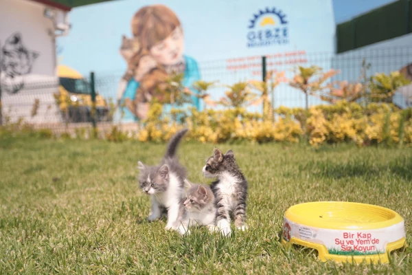Sokak Hayvanları Bakım ve Rehabilitasyon Merkezi
