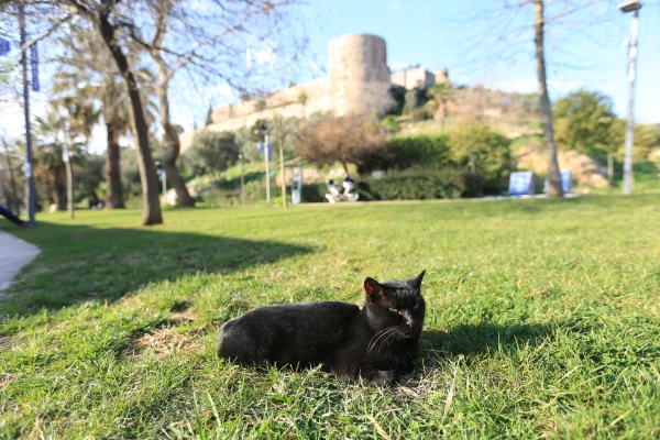 Veterinerlik Hizmetleri